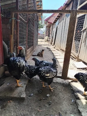 Pui de gaina Wyandotte tineret 2025 - imagine 2 Pui de gaina Wyandotte tineret 2025 - imagine 2