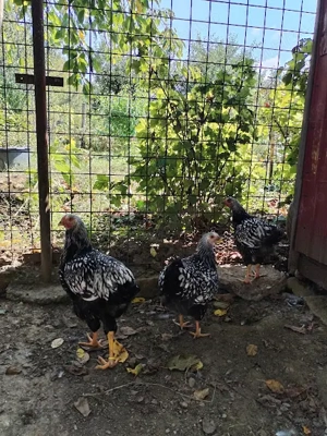 Pui de gaina Wyandotte tineret 2025 - imagine 3 Pui de gaina Wyandotte tineret 2025 - imagine 3