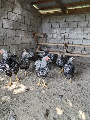 Pui de gaina Wyandotte tineret 2025 - imagine 4 Pui de gaina Wyandotte tineret 2025 - imagine 4