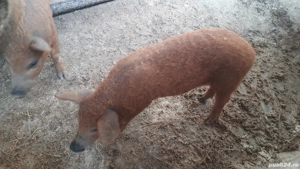 Vând pureci Mangaliţa ! - imagine 2 Vând pureci Mangaliţa ! - imagine 2