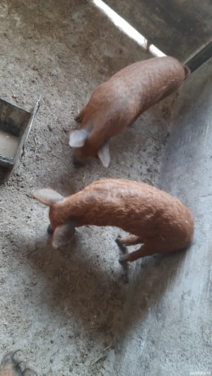 Vând pureci Mangaliţa ! - imagine 3 Vând pureci Mangaliţa ! - imagine 3