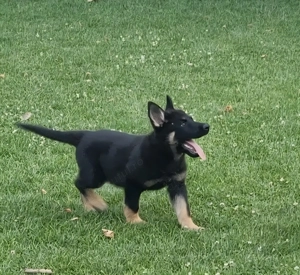 Vand pui de Ciobănesc german