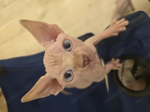 Motanei sphynx