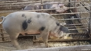 porci de casa de vanzare 