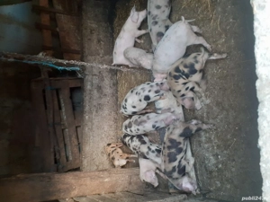 Purcei de vânzare  - imagine 3 Purcei de vânzare  - imagine 3