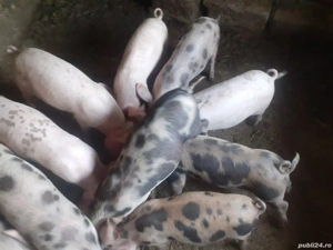 Purcei de vânzare                         .