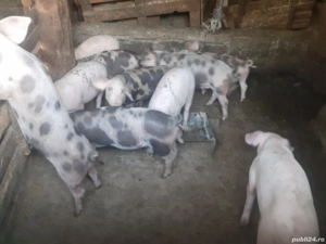 Purcei de vânzare  - imagine 4 Purcei de vânzare  - imagine 4