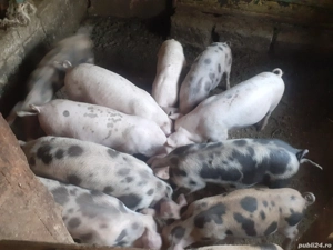 Purcei de vânzare  - imagine 5 Purcei de vânzare  - imagine 5