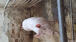 porci de casa de vanzare  - imagine 5