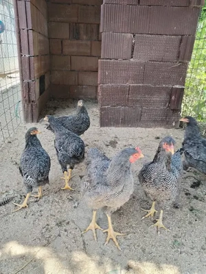 familie gaini 5+1 Plymount Rock Barat ,2025