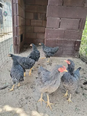 familie gaini 5+1 Plymount Rock Barat ,2025 - imagine 2