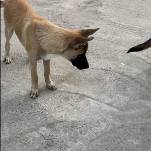 Pui malinois, si ciobanesc german 4luni jum - imagine 3