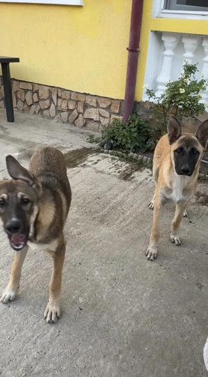 Pui malinois, si ciobanesc german 4luni jum - imagine 4