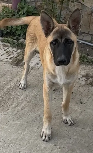 Pui malinois, si ciobanesc german 4luni jum - imagine 2