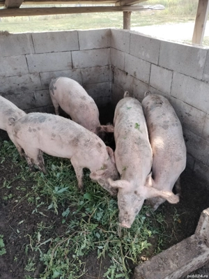 porci 50- 60 kg - imagine 2