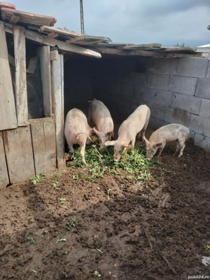 porci 50- 60 kg - imagine 3