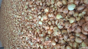 Ceapa galbena productie 2025 - imagine 4