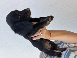 Teckel negru cu păr lung 