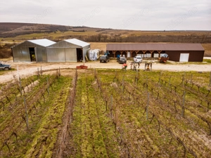 Vie de 115 Hectare în satul Dud, județul Arad - imagine 2