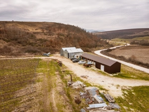 Vie de 115 Hectare în satul Dud, județul Arad - imagine 8