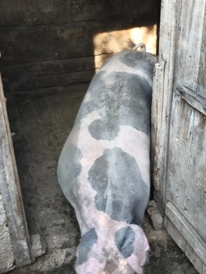 Vând porc petrean 200 kg cu 16 lei