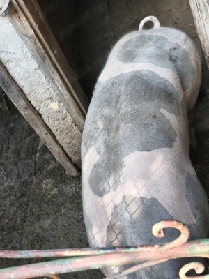 Vând porc petrean 200 kg cu 16 lei - imagine 2