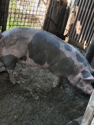 Vând porc petrean 200 kg cu 16 lei - imagine 3