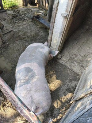 Vând porc petrean 200 kg cu 16 lei - imagine 4