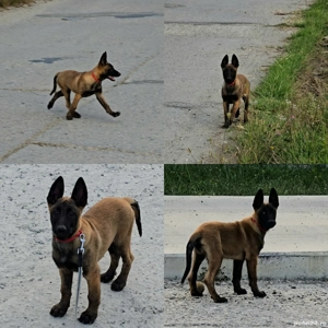 Belgian malinois femele