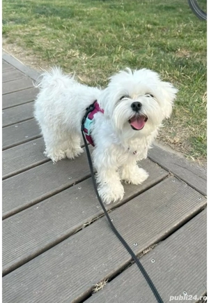 Bichon maltez (maltesse) - imagine 5