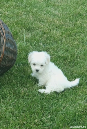 Bichon maltez (maltesse)