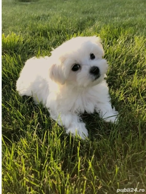 Bichon maltez (maltesse) - imagine 4