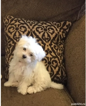 Bichon maltez (maltesse) - imagine 2