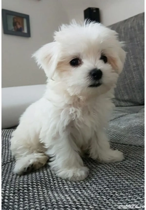 Bichon maltez (maltesse)