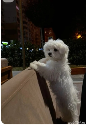 Bichon maltez (maltesse) - imagine 4