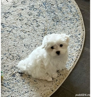 Bichon maltez ( maltesse)