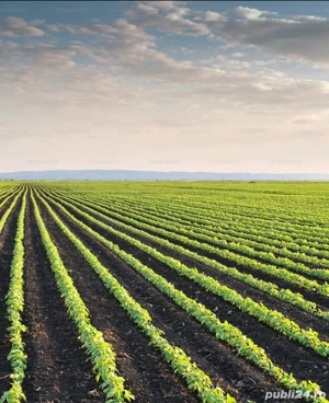 Teren agricol extravilan de vanzare, Reviga