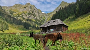 Ciobănesc belgian malinois cu certificat pedigree  - imagine 5