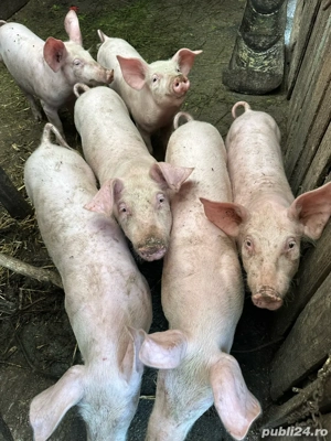 Purcei rasa de carne 