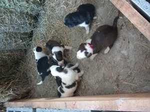 Borderr Colli - imagine 2