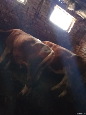 vand tauri si juninci 