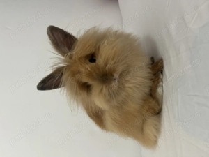 iepure Cap de Leu - imagine 2 iepure Cap de Leu - imagine 2