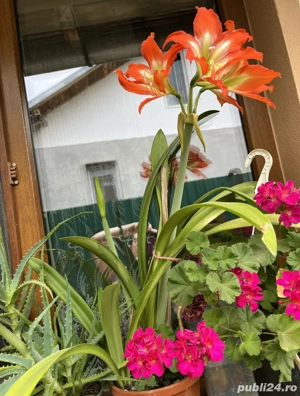 vand crin de camera Amarilis rosu