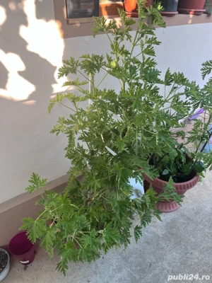 vand muscata parfumata Citronell Lemon Grass