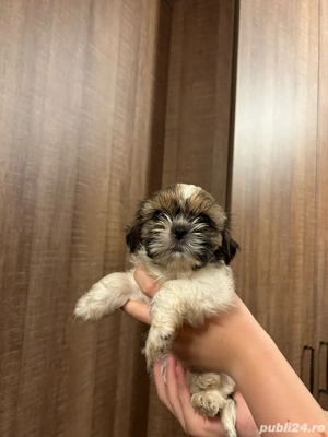Fetite Shih tzu de vanzare - imagine 2 Fetite Shih tzu de vanzare - imagine 2