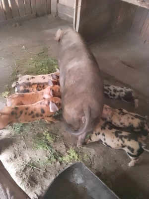 Vând scroafă cu 8 purcei - imagine 2 Vând scroafă cu 8 purcei - imagine 2