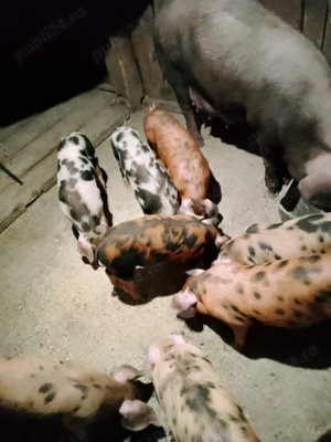 Vând scroafă cu 8 purcei - imagine 3 Vând scroafă cu 8 purcei - imagine 3