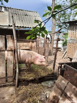 Porci de vânzare Miroslovești Iași