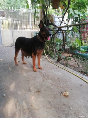 Vând căței ciobănesc german 