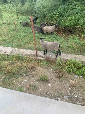 Vand oi si berbeci rasa Romanov  - imagine 2 Vand oi si berbeci rasa Romanov  - imagine 2